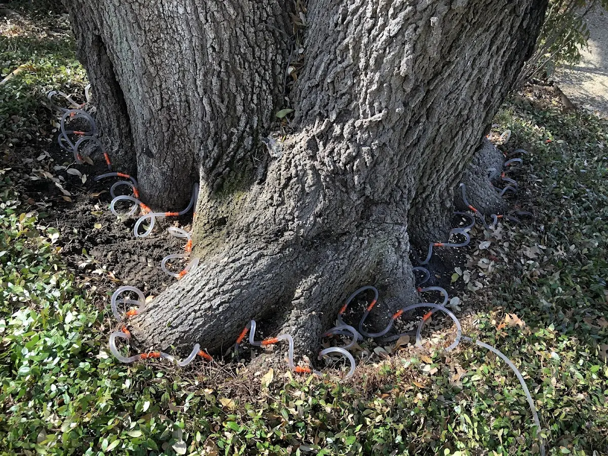 Detailed Tree Cabling and Bracing job site in Orlinda