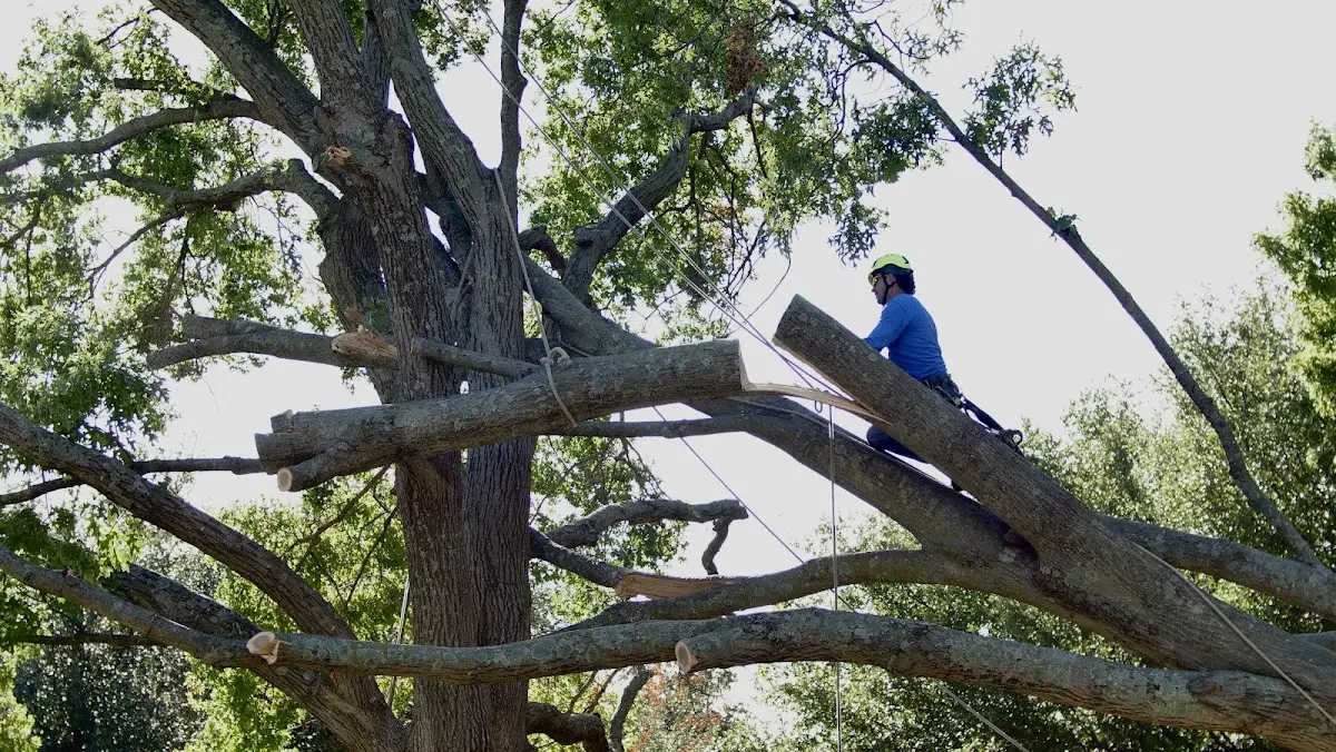 Professional Crown Thinning performed by certified arborists in Orlinda