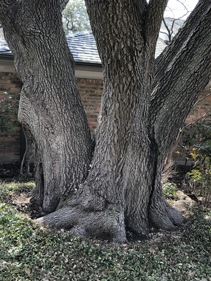Mature heritage tree close to a Orlinda property cared for by certified arborists